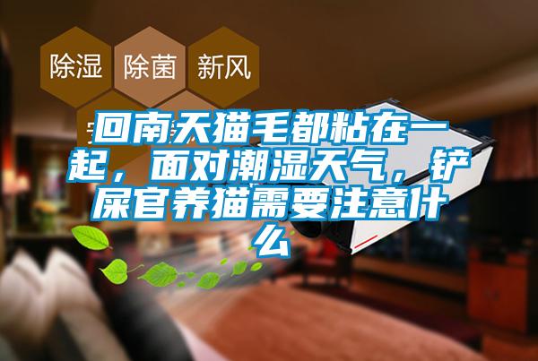 回南天貓毛都粘在一起，面對潮濕天氣，鏟屎官養(yǎng)貓需要注意什么