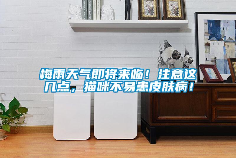 梅雨天氣即將來臨！注意這幾點(diǎn)，貓咪不易患皮膚??！