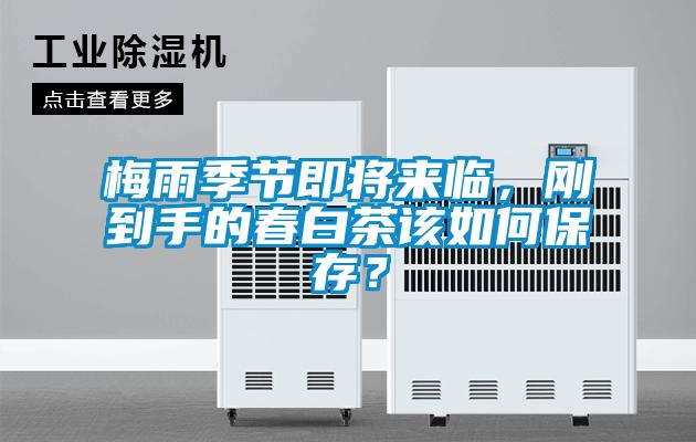 梅雨季節(jié)即將來臨，剛到手的春白茶該如何保存？