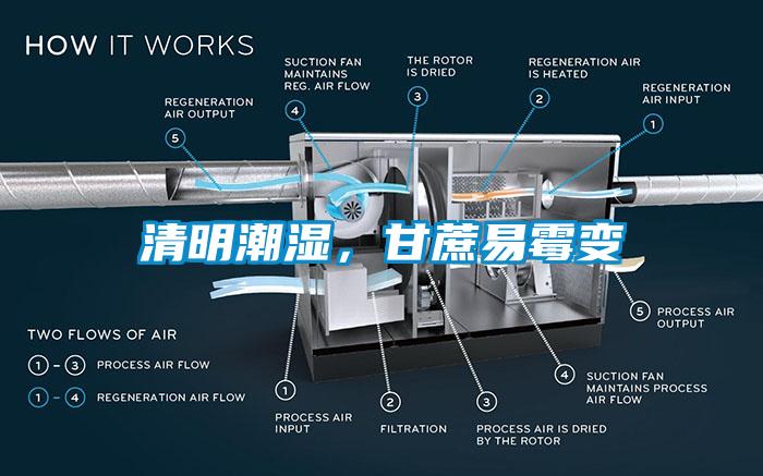 清明潮濕，甘蔗易霉變
